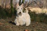 SCOTTISH TERRIER 012